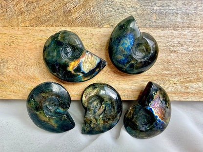 Labradorite Ammonite - Madagascar - (Randomly Chosen)