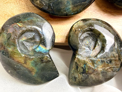Labradorite Ammonite - Madagascar - (Randomly Chosen)