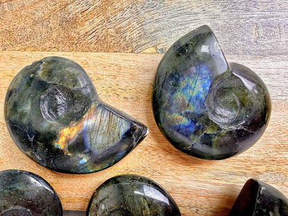 Labradorite Ammonite - Madagascar - (Randomly Chosen)