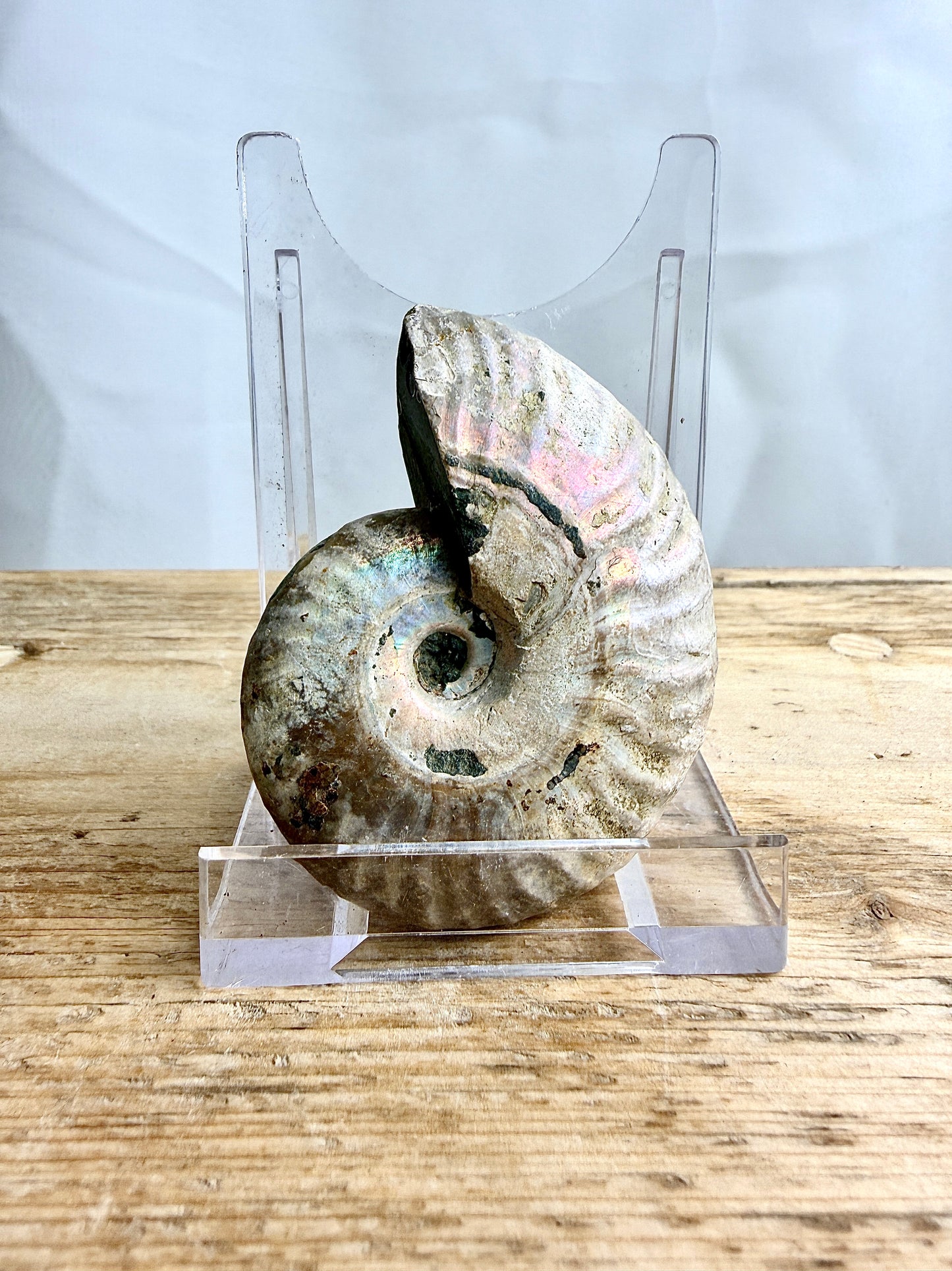 Naturally Iridescent Ammonite Fossil - Madagascar - 65g (#1)
