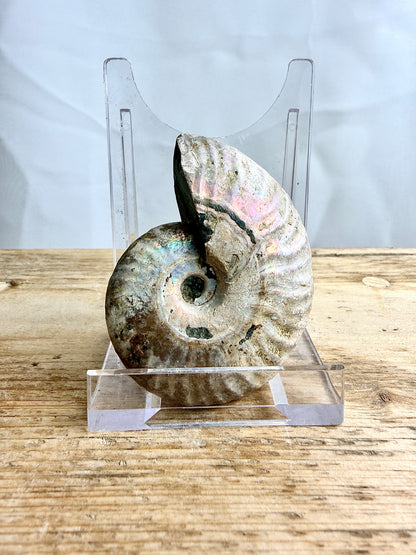 Naturally Iridescent Ammonite Fossil - Madagascar - 65g (#1)