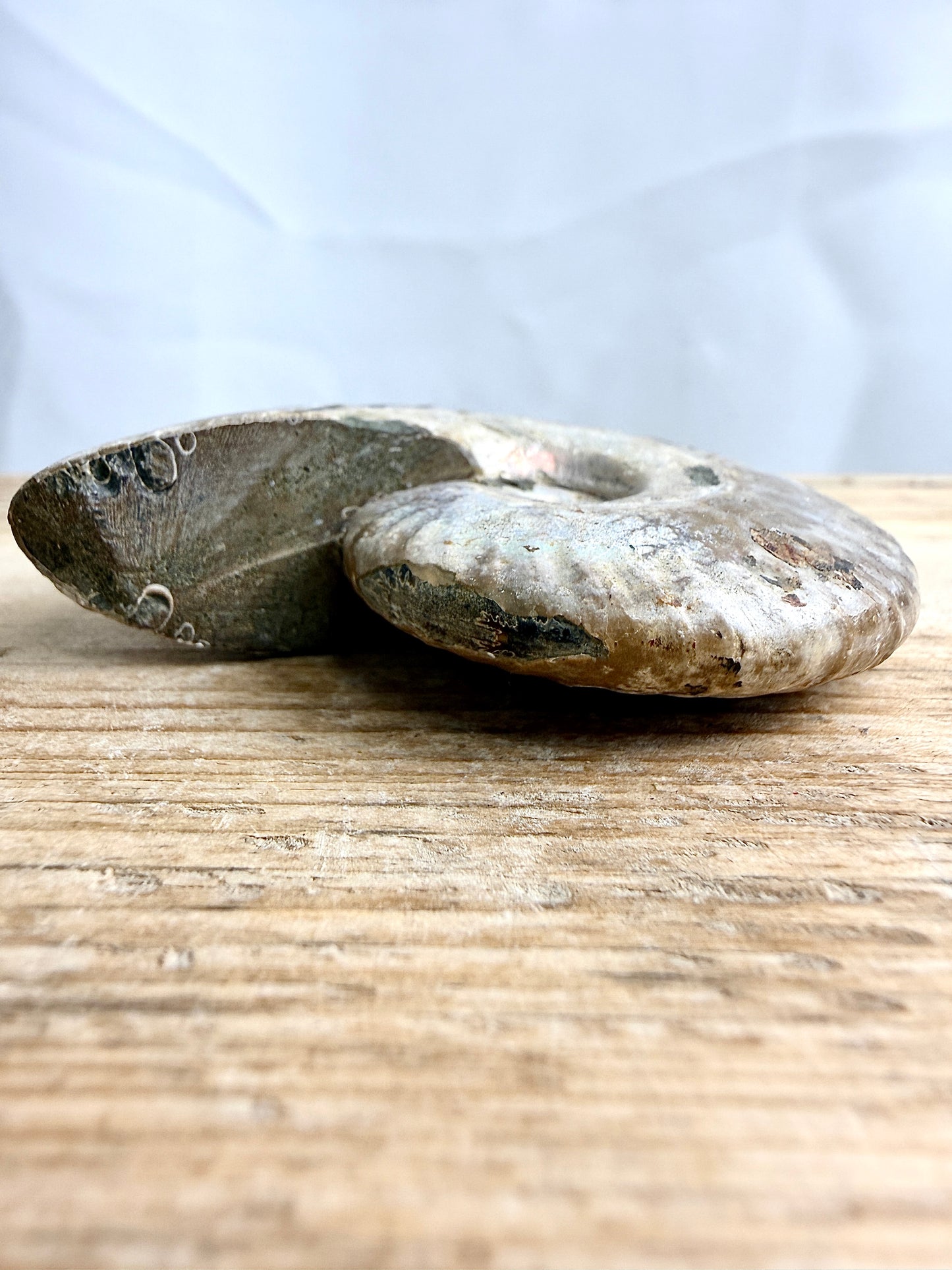 Naturally Iridescent Ammonite Fossil - Madagascar - 65g (#1)