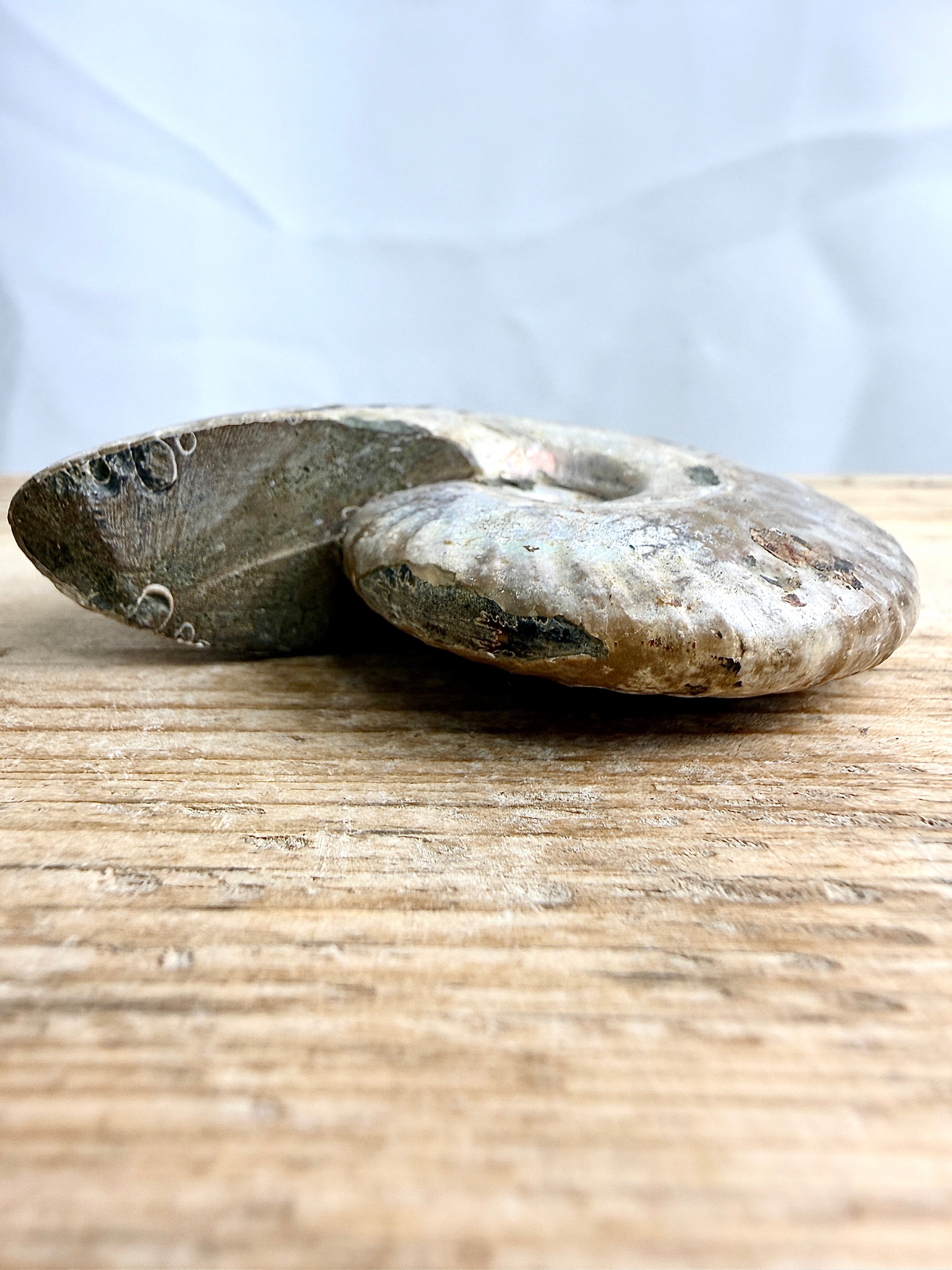 Naturally Iridescent Ammonite Fossil  (#1)