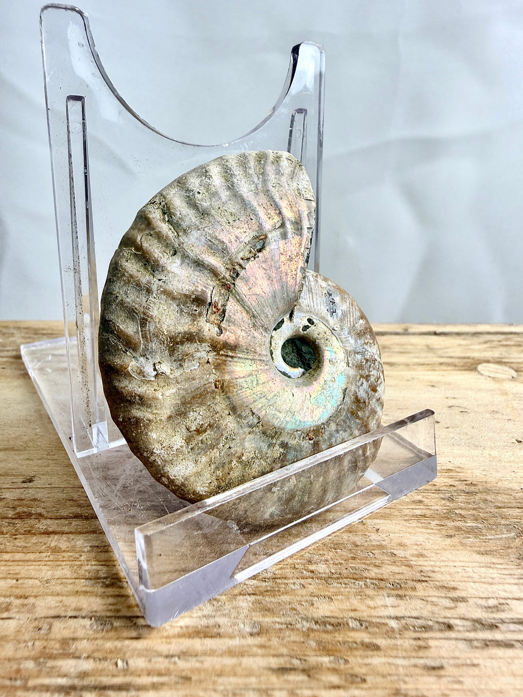 Naturally Iridescent Ammonite Fossil  (#1)