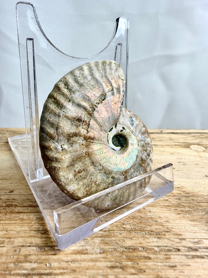 Naturally Iridescent Ammonite Fossil - Madagascar - 65g (#1)