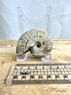 Naturally Iridescent Ammonite Fossil  (#1)