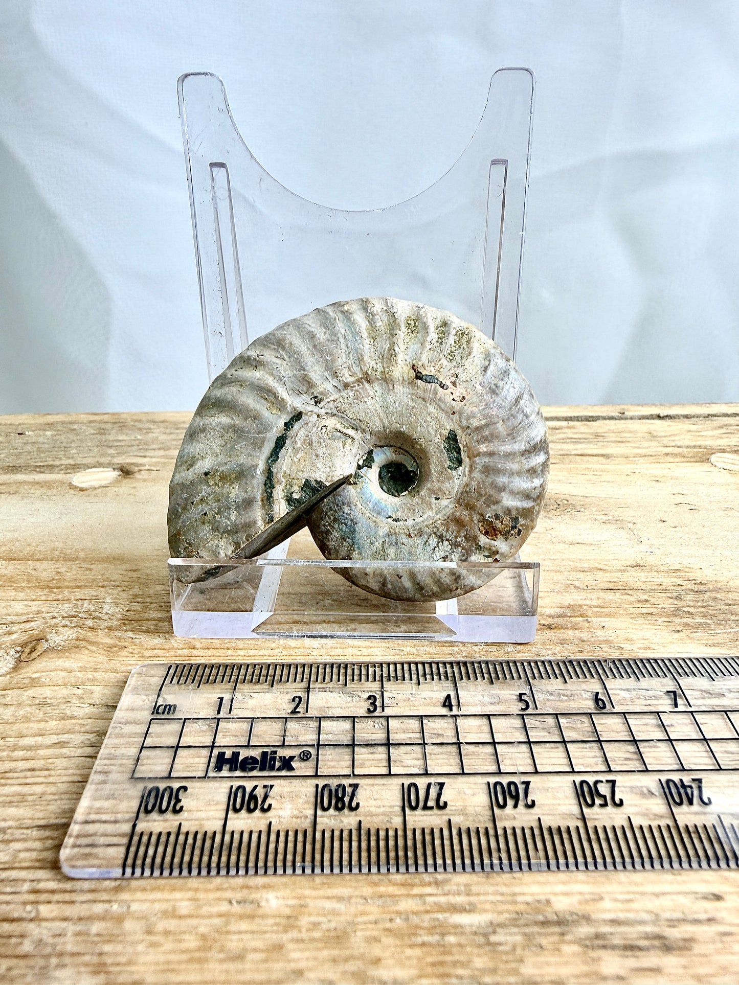 Naturally Iridescent Ammonite Fossil - Madagascar - 65g (#1)
