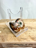Naturally Iridescent Ammonite Fossil (#2)