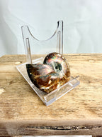 Naturally Iridescent Ammonite Fossil (#2)