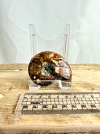 Naturally Iridescent Ammonite Fossil (#2)