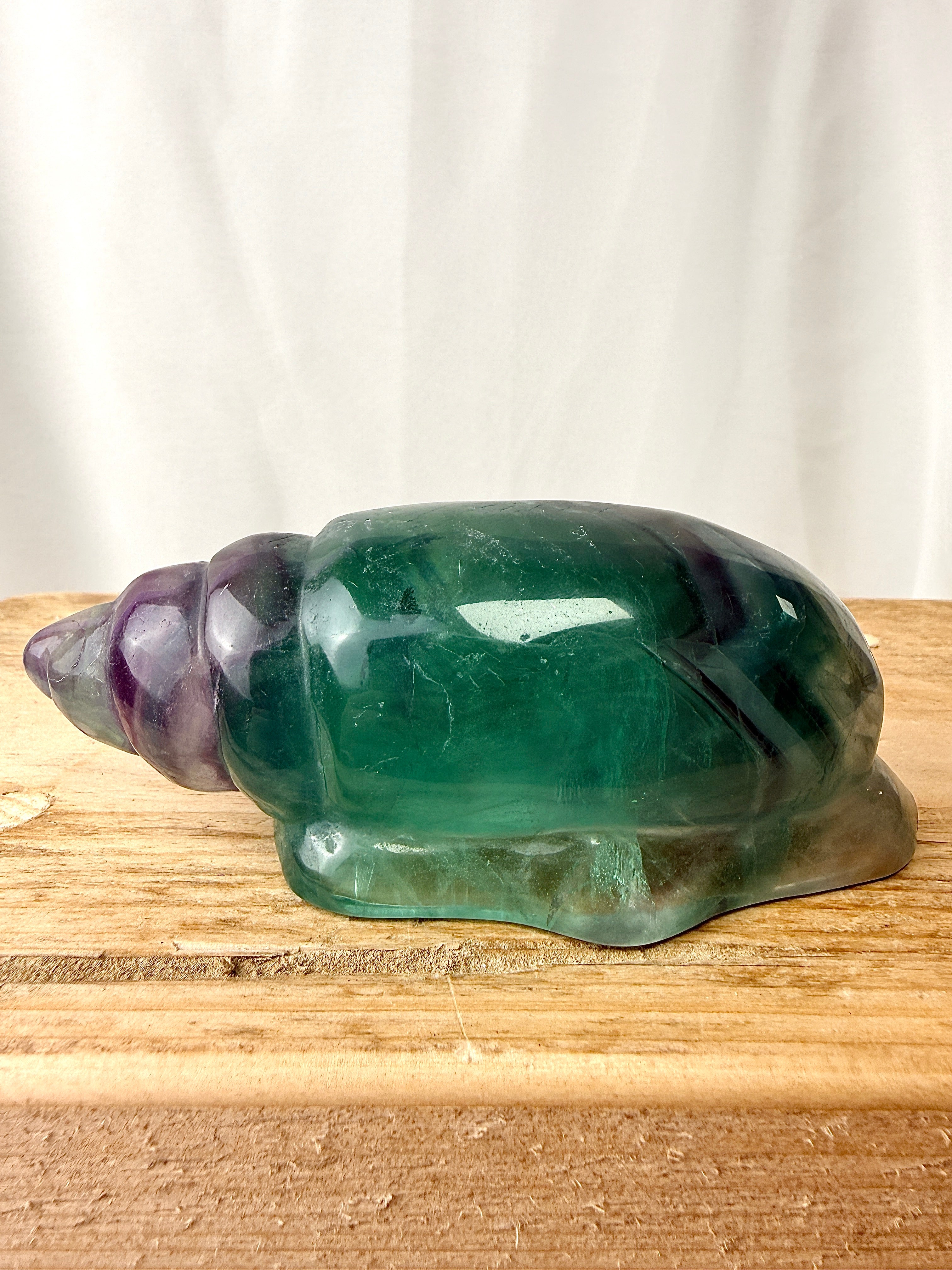 Rainbow Fluorite Conch Shell (#1)