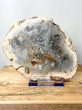 Fossilised Wood Slice (#1)