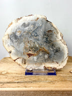 Fossilised Wood Slice (#1)