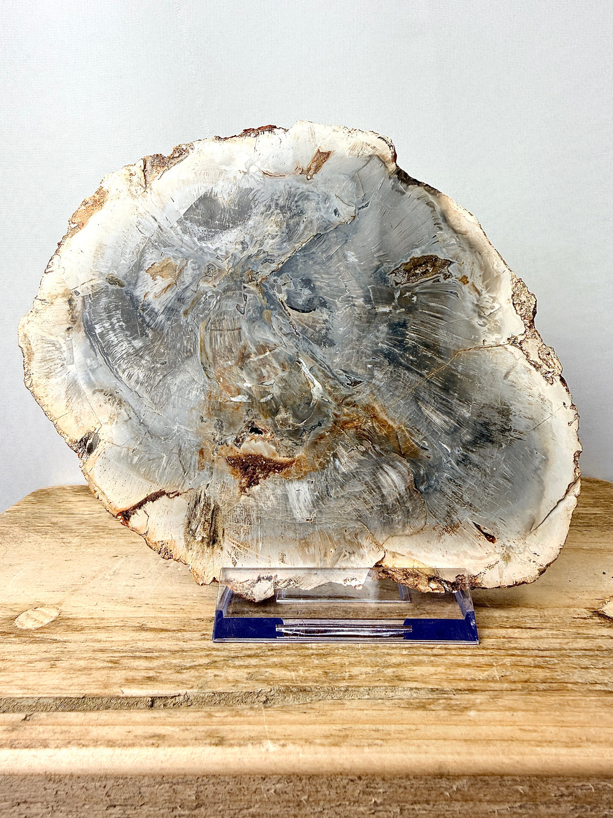 Fossilised Wood Slice (#1)
