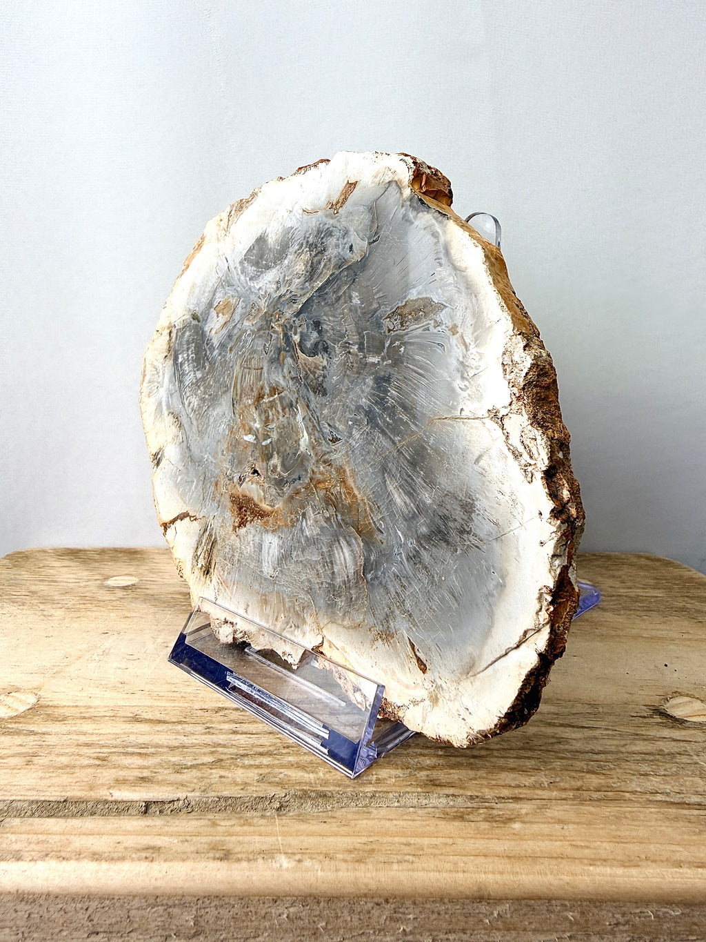 Fossilised Wood Slice (#1)