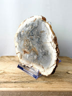 Fossilised Wood Slice (#1)