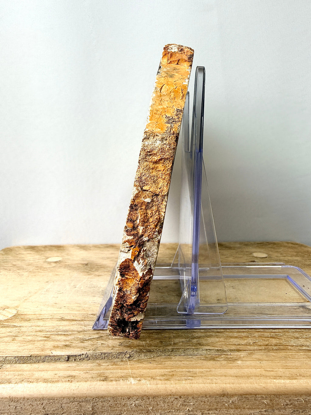 Fossilised Wood Slice (#1)