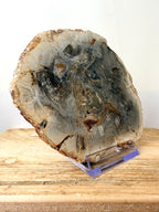 Fossilised Wood Slice (#1)
