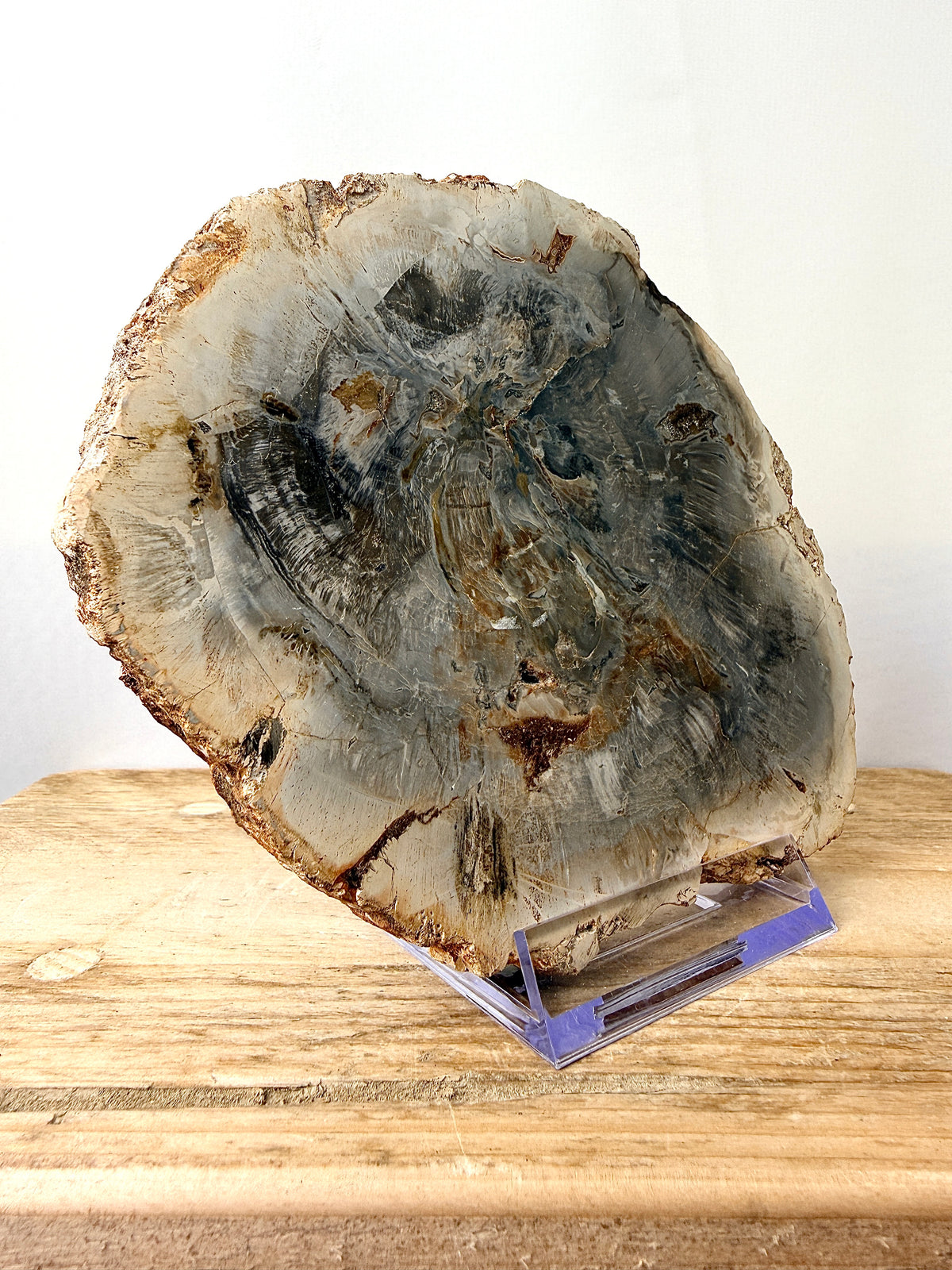 Fossilised Wood Slice (#1)
