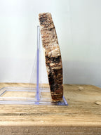 Fossilised Wood Slice (#1)