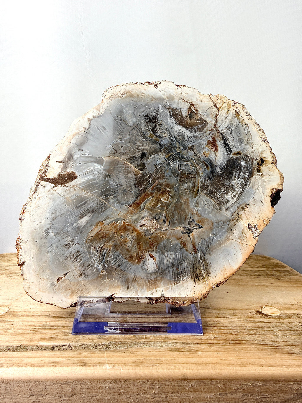 Fossilised Wood Slice (#1)