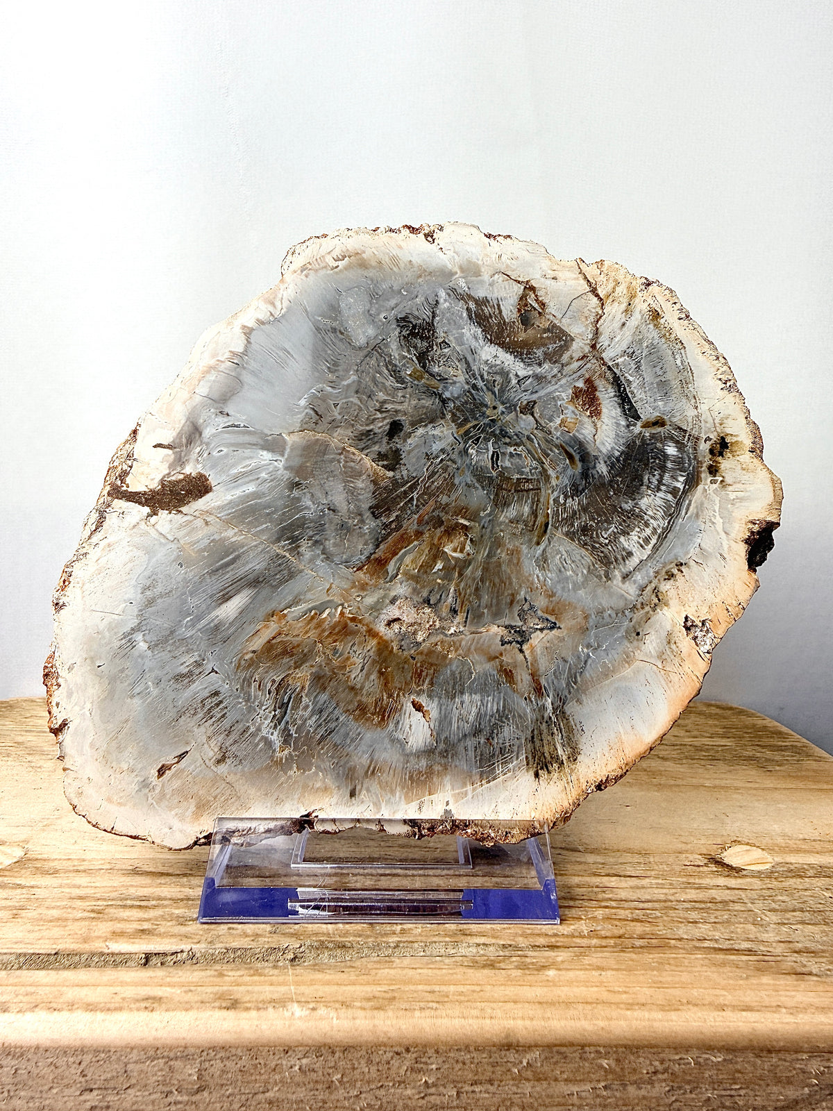 Fossilised Wood Slice (#1)