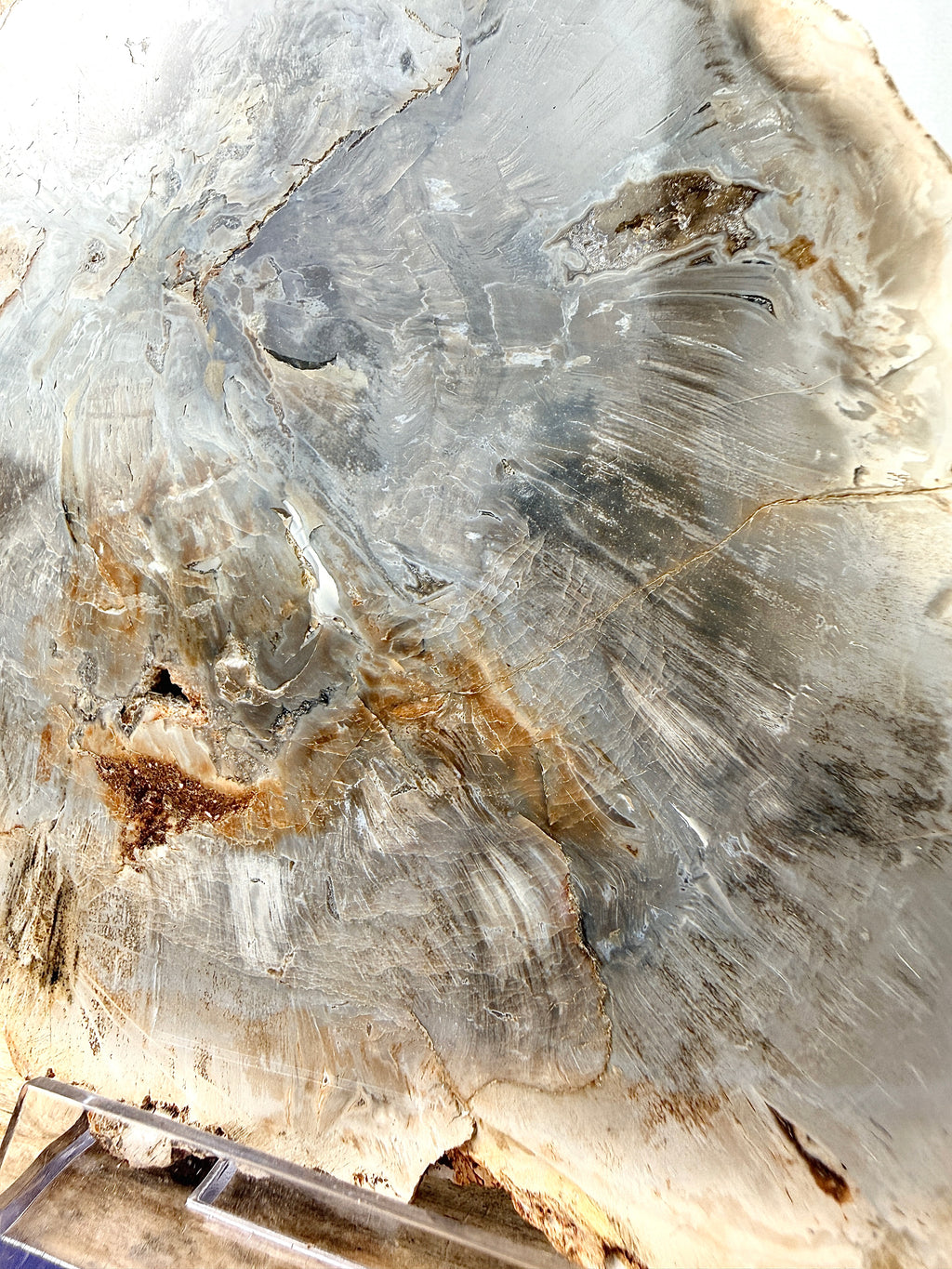 Fossilised Wood Slice (#1)