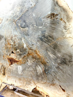 Fossilised Wood Slice (#1)