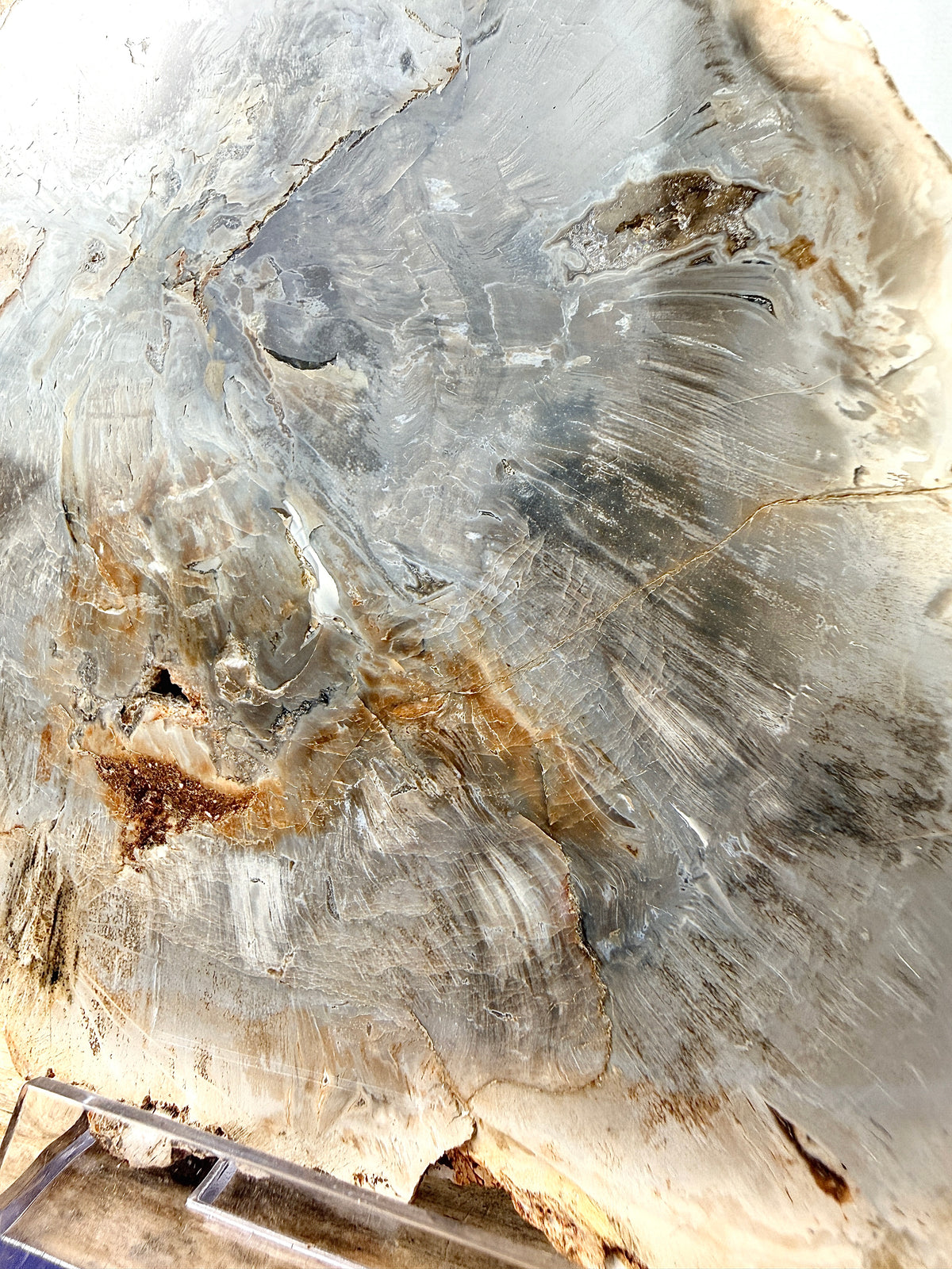 Fossilised Wood Slice (#1)