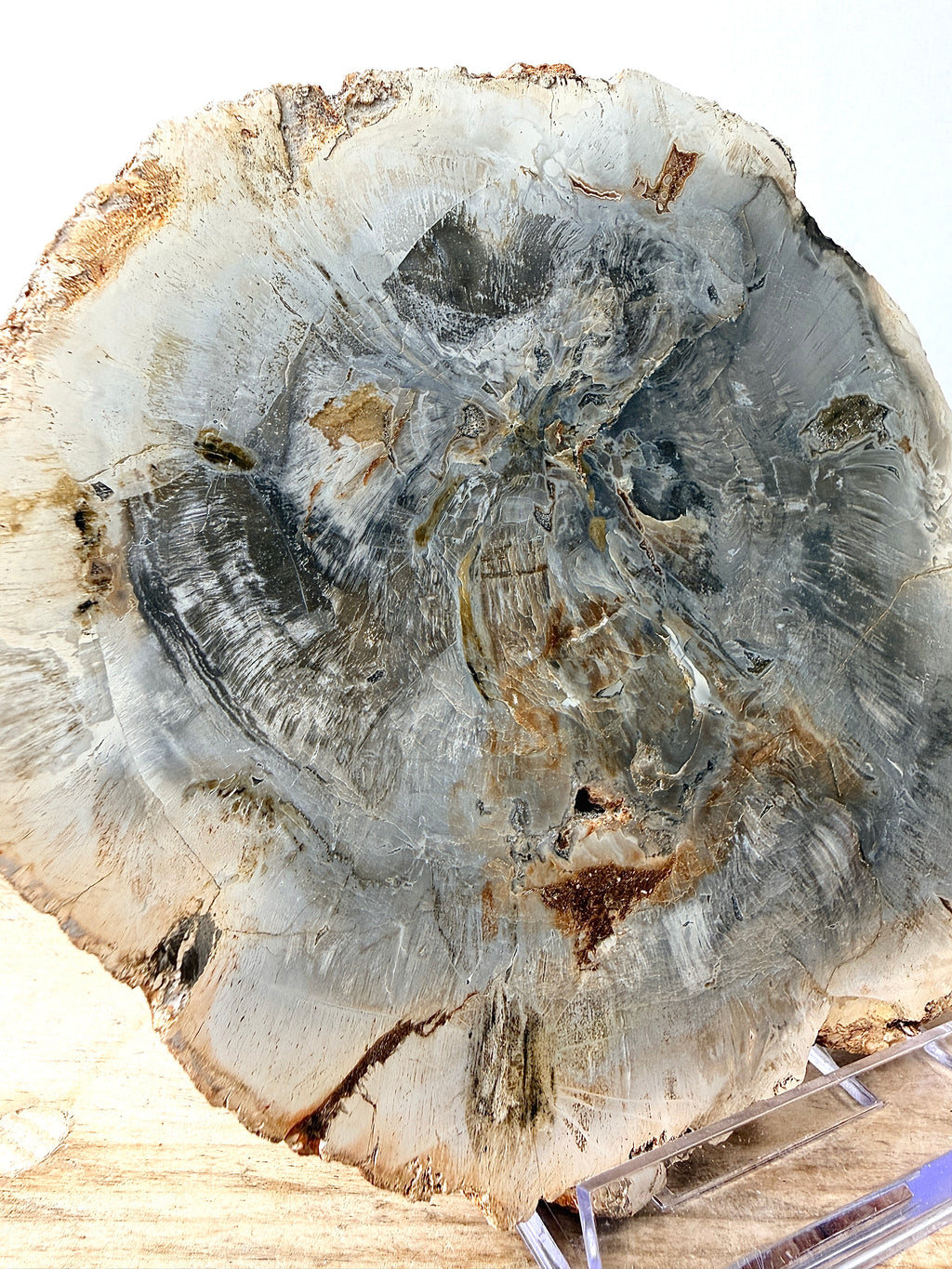 Fossilised Wood Slice (#1)
