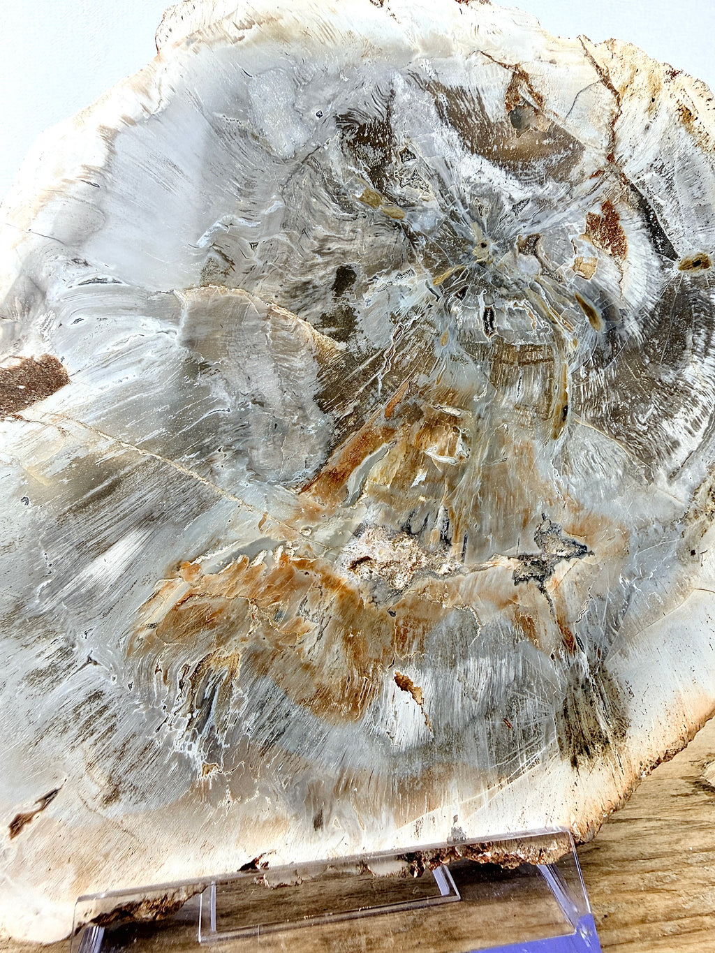 Fossilised Wood Slice (#1)
