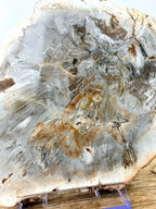 Fossilised Wood Slice (#1)
