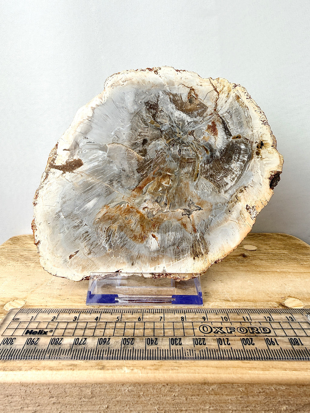 Fossilised Wood Slice (#1)