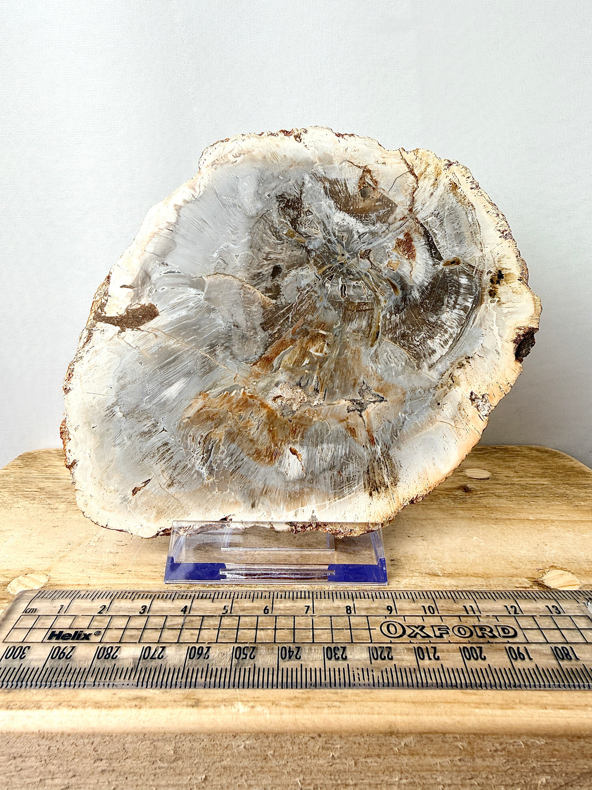 Fossilised Wood Slice (#1)