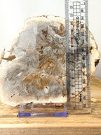 Fossilised Wood Slice (#1)