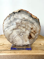 Fossilised Wood Slice (#2)
