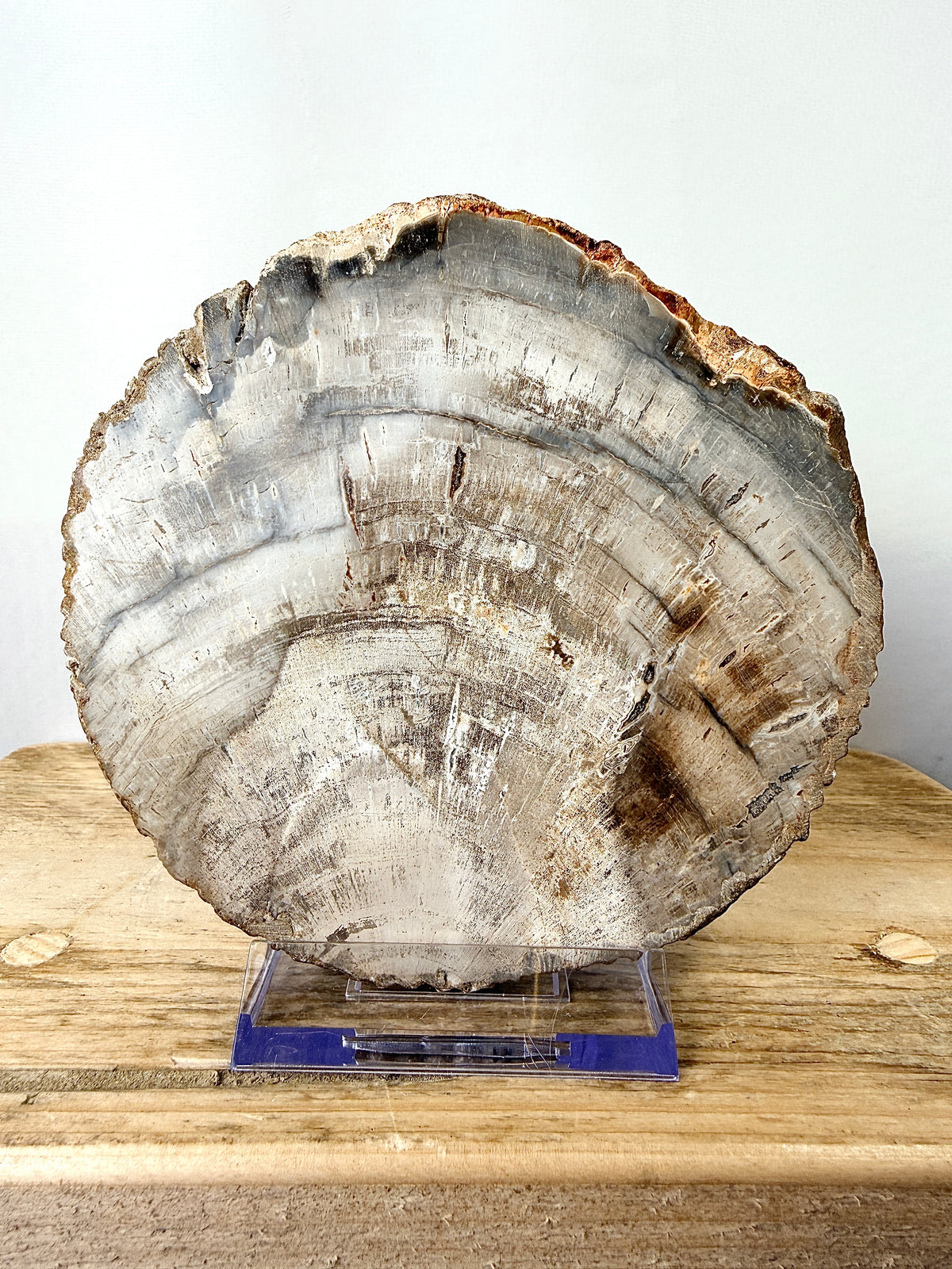 Fossilised Wood Slice (#2)