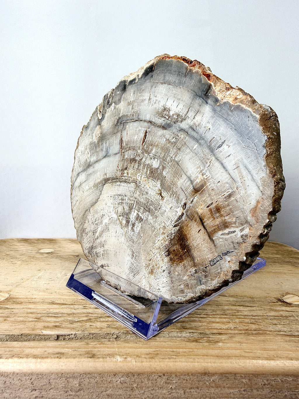 Fossilised Wood Slice (#2)