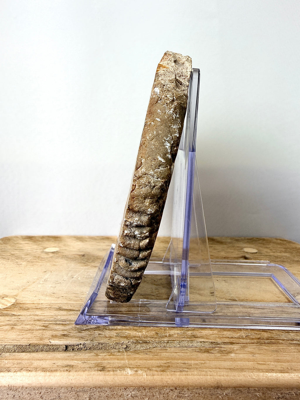 Fossilised Wood Slice (#2)