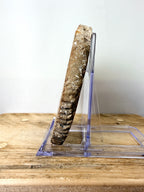 Fossilised Wood Slice (#2)