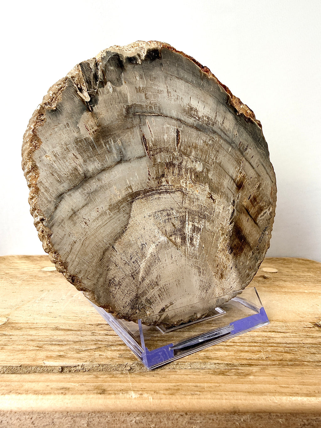 Fossilised Wood Slice (#2)