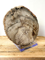 Fossilised Wood Slice (#2)