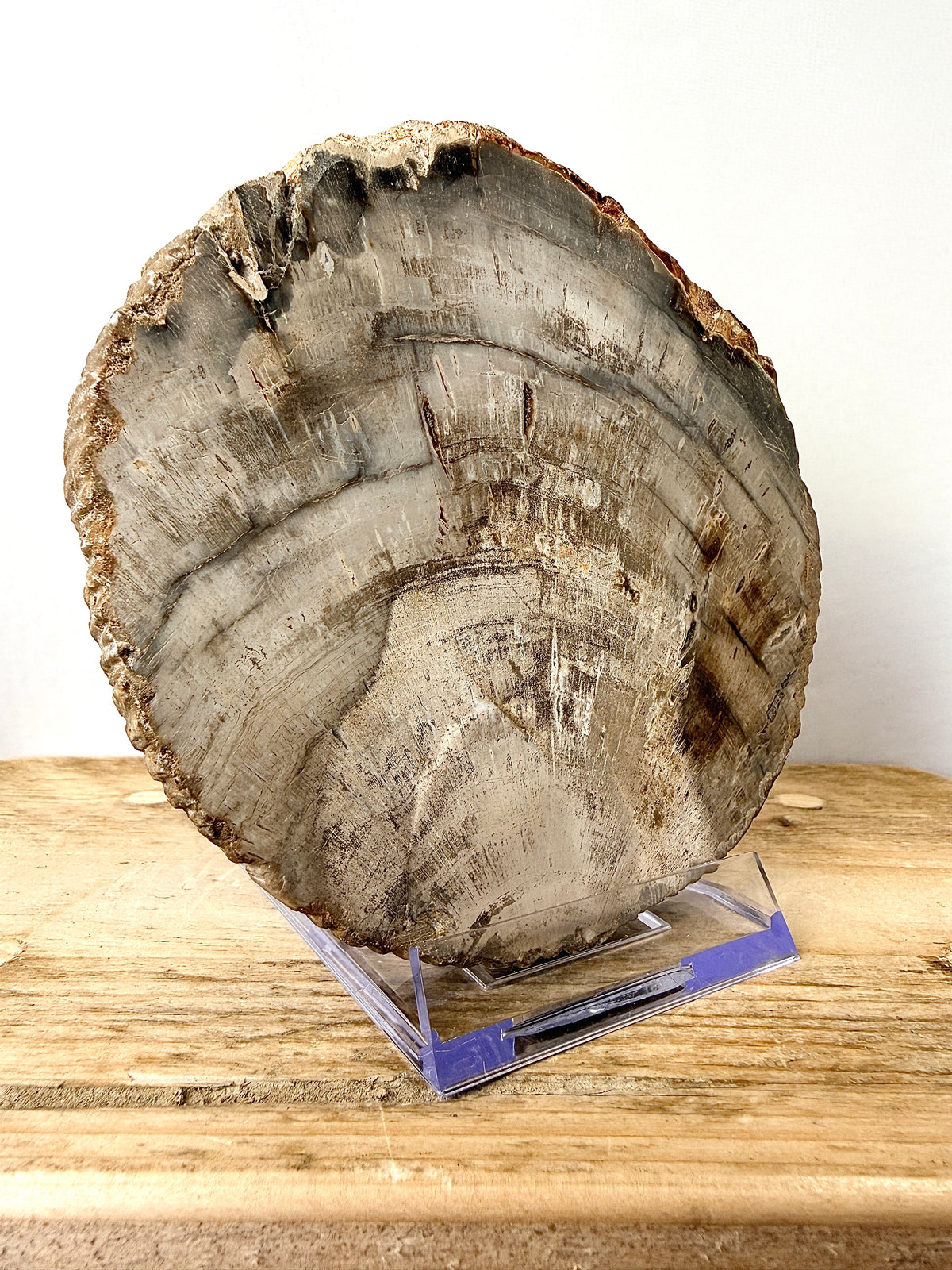 Fossilised Wood Slice (#2)
