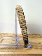 Fossilised Wood Slice (#2)