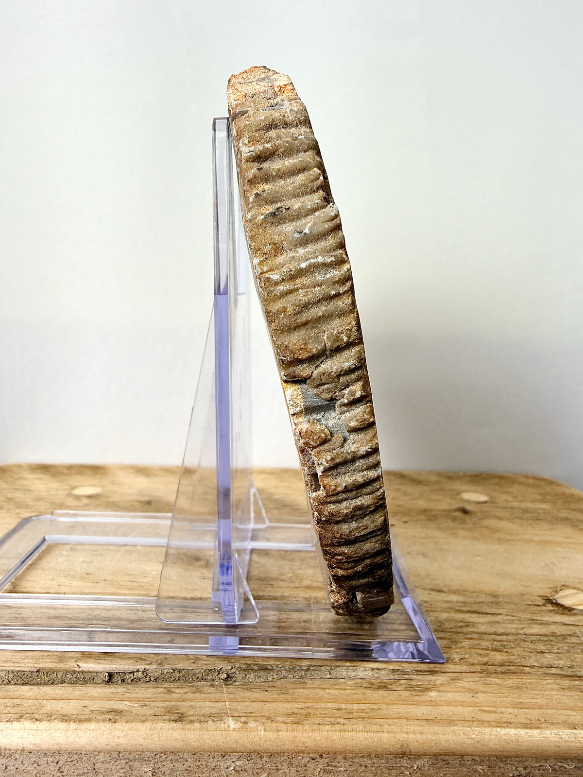 Fossilised Wood Slice (#2)