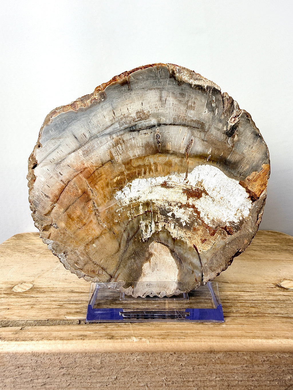 Fossilised Wood Slice (#2)
