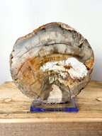 Fossilised Wood Slice (#2)