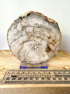 Fossilised Wood Slice (#2)