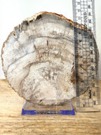 Fossilised Wood Slice (#2)