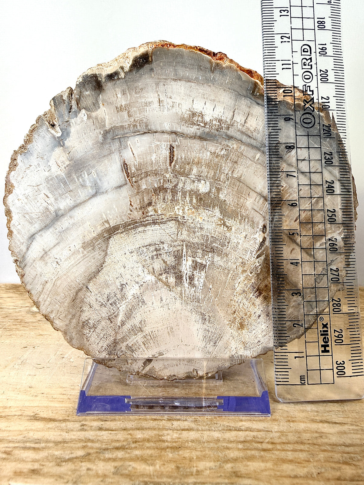 Fossilised Wood Slice (#2)